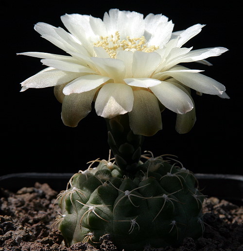 Gymnocalycium uebelmannianum WR 141